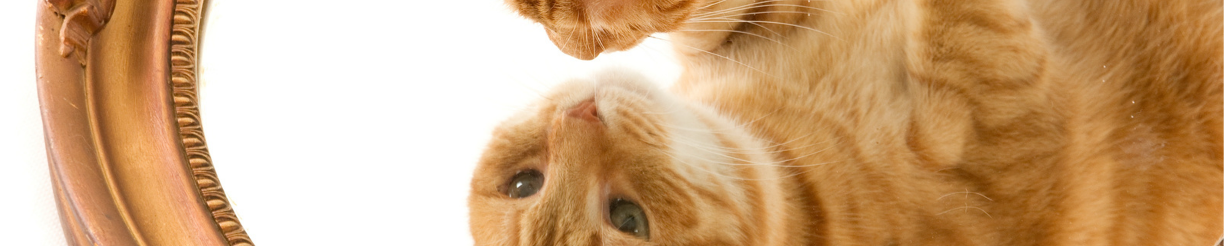 Getemde vergadertijger scaled e1773754589885